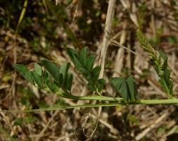 Image result for Indigofera spicata