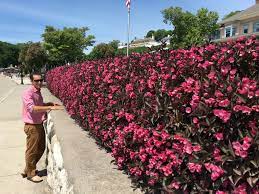 As with other roses, it is always best to amend the soil with plenty of organic matter. Wine Roses Weigela Florida Proven Winners