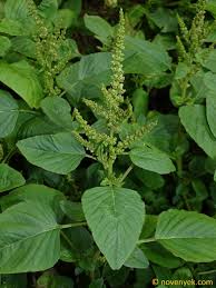 Image result for Amaranthus viridis