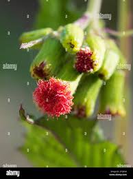 Image result for Crassocephalum picridifolium