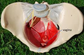They are paired organs located on either side of the uterus within the broad ligament below the uterine (fallopian) tubes. Anatomy Of The Abdominal Wall And Pelvic Floor Medical Library