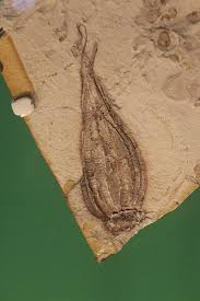 Image result for Stolzia williamsonii