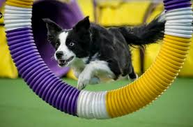 The westminster kennel club dog show presented by purina pro plan is here , and things look a little different year. Westminster Dog Show 2021 Schedule Channel Livestream Best In Show For Outdoor Event Nj Com