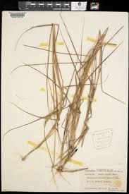 Image result for Trachypogon spicatus