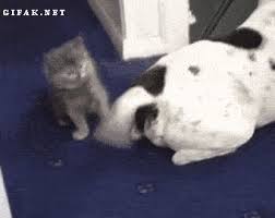 23 Animal Gifs That Should Be World Famous Funny Animals Funny Cats Funny Animal Videos