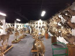 See our happy hunters trophy room, alabama whitetail deer hunting seasons at blackwell bend hunting lodge. Trophy Room Services At Northeast Taxidermy Studios