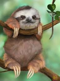 The sloth institute admitted a female sloth who had fallen out of a tree and was in pretty. Cutest Baby Sloth 5d Diamond Painting Kits Oloee