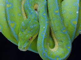 Maybe you would like to learn more about one of these? A Green Tree Python With Blue Mutations 9gag