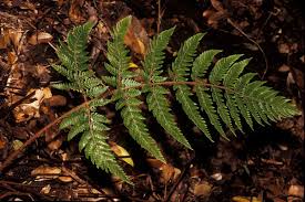 Image result for Ctenitis