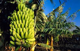 В Японії вирощують холодостійкі банани | ІАС "Аграрії разом"