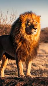 Strong Lion Wallpaper For Iphone X From Everpix App Click And Get Free Fond D 039 Ecran Lion Fort Pour Iphone X D Animali Animali Rari Animali Selvatici