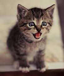 Maybe you would like to learn more about one of these? Miedo A Los Gatos Ailurofobia Cosas De Gatos