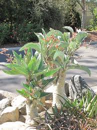 Image result for Cyphostemma lanigerum