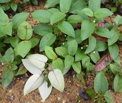 Image result for Sabicea dinklagei