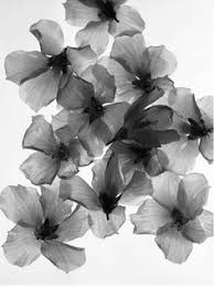 Black And White Watercolor Tattoo X Ray Of A Flower Google Search Flower Tattoos Gorgeous Tattoos Art