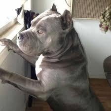 View available dogs, cats, rabbits, horses and more. Pitbull Pets And Animals For Sale Medford Or