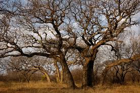 Image result for Schinziophyton rautanenii