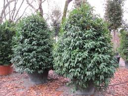 Elles sont parfaites pour créer des haies, des massifs ou des bordures ! 7 Super Arbustes Persistants Pour Se Cacher Rapidement