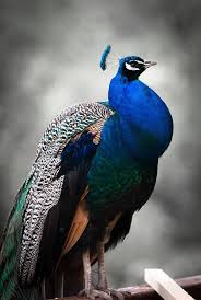 Blue Black And White Peacock Selective Focus Photography Color Palette Nature Birds Peacock Images Bird Photo