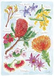 Flowers Australian Native Flowers Australian Flowers Flower Drawing