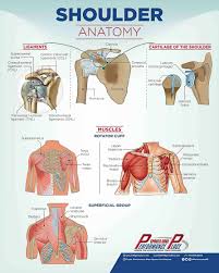 16,17 in the healthy shoulder, synchronous activation of the dynamic stabilizers (acting as a force couple) provide stability to this proximal link of the upper extremity chain. Shoulder Anatomy Poster Size Resizing Diagram