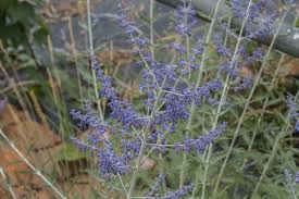 Perovskia 'blue spire' (russian sage). Perovskia Atriplicifolia Blue Spire Blauraute Russischer Salbei