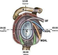 Labral tears of the shoulder are very common. Sagittal View Of The Glenoid Showing The Labrum The Biceps Tendon Download Scientific Diagram