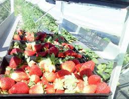 Pengangkutan akan di sediakan oleh kontraktor ladang semasa di australia nanti. Gaji Rm6 000 Petik Buah Di Australia