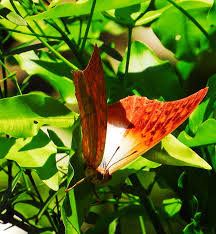 Image result for Actinanthella