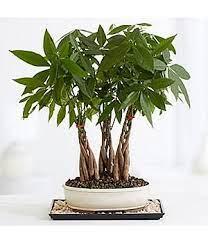 Indoor House Plants Varieties Money Trees Plants Hanging Plants Indoor