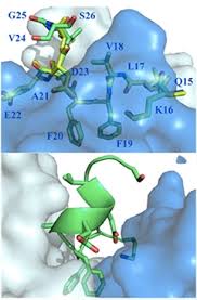 Besides aducanumab, this trial evaluates the performance of proposed research diagnostic criteria. Shape Of A Hug How The Embrace Of A Therapeutic Ab Antibody Really Matters Alzforum
