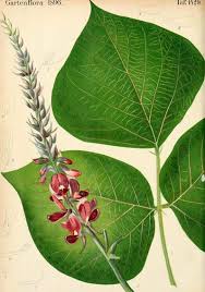 Image result for Pueraria