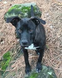 We did not find results for: Dog For Adoption Violet An Australian Cattle Dog Blue Heeler Labrador Retriever Mix In Kellyville Ok Petfinder
