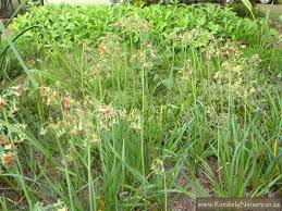 Image result for Tulbaghia alliacea