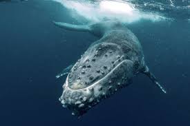 4,177 likes · 21,952 were here. Italian Word Of The Day Balena Whale Daily Italian Words