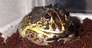 Image result for Pycreus africanus