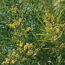 I fiori gialli sono il simbolo della solarità e della gioia di vivere. Mimosa Delle 4 Stagioni Arbusti Mediterranei Meilland