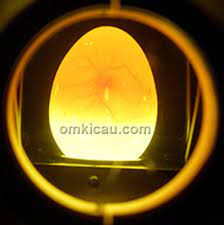 #japanese #istriku #chisatoshouda digilir teman suamiku dan anaknya. Penyebab Dan Pencegahan Kegagalan Dalam Penetasan Pengeraman Telur Burung Om Kicau