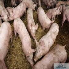 In data de 06.10.2020 în urma examinării unor probe prelevate de la porci domestici proveniți. A Fost Confirmat De Medicii Veterinarii Primul Focar De Pesta Porcina Africana Langa Satul Ciupercenii Vechi Jurnal De Craiova