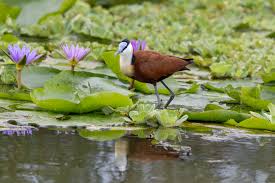 Image result for Afroqueta capensis