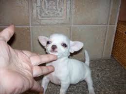 Find your new companion at nextdaypets.com. Chihuahua Puppies In California