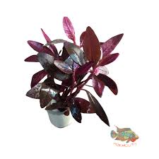 Image result for Alternanthera sessilis