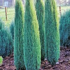 Kelly Nurseries Blue Point Juniper Garden Shrubs Small Backyard Landscaping