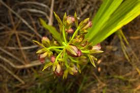 Image result for Orchid 1999 Truck