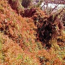 Image result for Rumex sagittatus