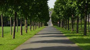 This page is being maintained mainly for my students. Alee Foto Bild Landschaft Wege Und Pfade Baume Bilder Auf Fotocommunity