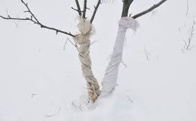 Check spelling or type a new query. Tree Wrap What It Is Why To Use It And How Lawnstarter