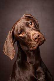 Pin By Jennifer Ann On Wonderful World Of Animals Baby Dogs Dogs Pets