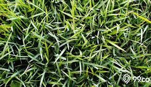 Cara menanam rumput memang cukup sulit bagi pemula. Rumput Jepang Tips Cara Lengkap Menanam Di Halaman