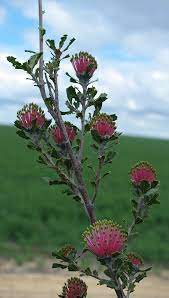 Banksia Cuneata Cv Gnangarra